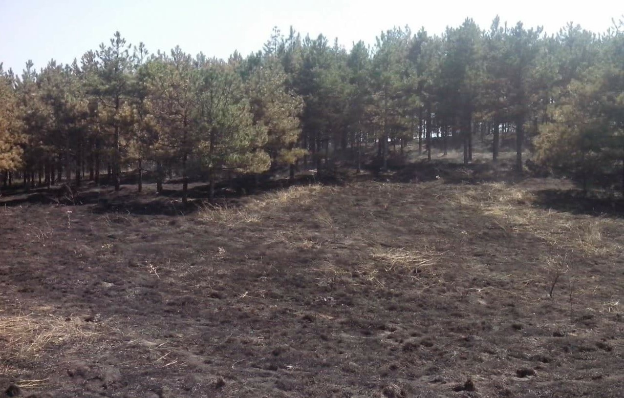 Гоцевата шума швалерско гнездо